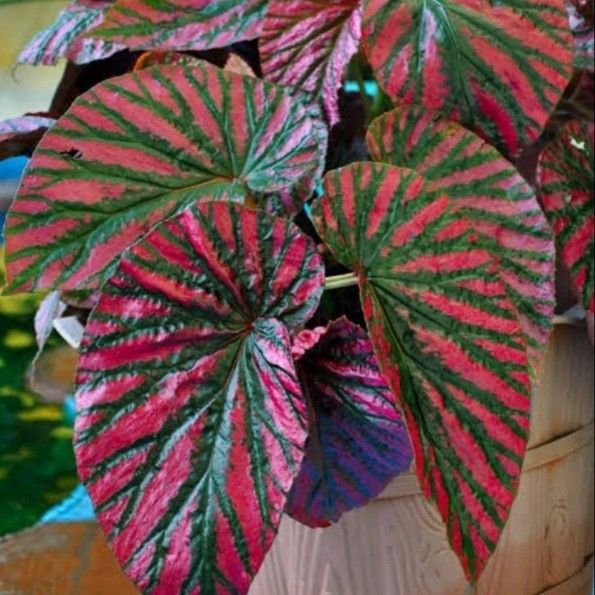 Tanaman Hias Begonia Red Rex