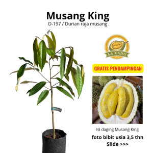 Bibit Durian Musang King D-197 Premium Daging Tebal Manis OkuLasi Tersertifikasi Daya Hidup Tinggi Bergaransi AA Kadu Kebun bibit durian premium