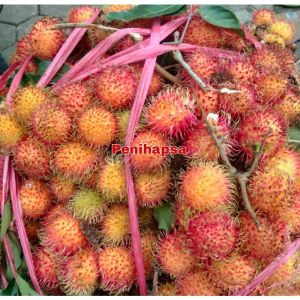 Bibit Rambutan Binjai Sudah Berbunga