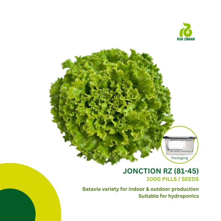 Rijk Zwaan JONCTION RZ (8145) Lettuce Batavia Seeds (1000 pills) Lazada