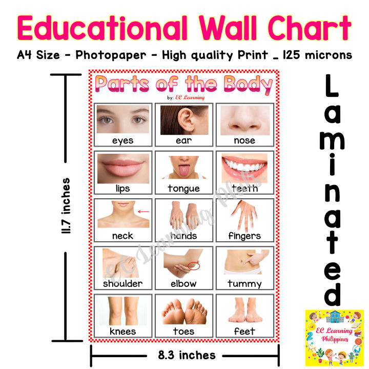 Parts of Body Chart | Laminated | 70 x 100cm | Extremely useful for Kids  Learning