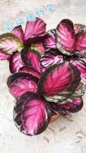 Calathea Medillion Pinky Rose/Bunga Calathea/ Pasu Besar/landscape plant/easy take care