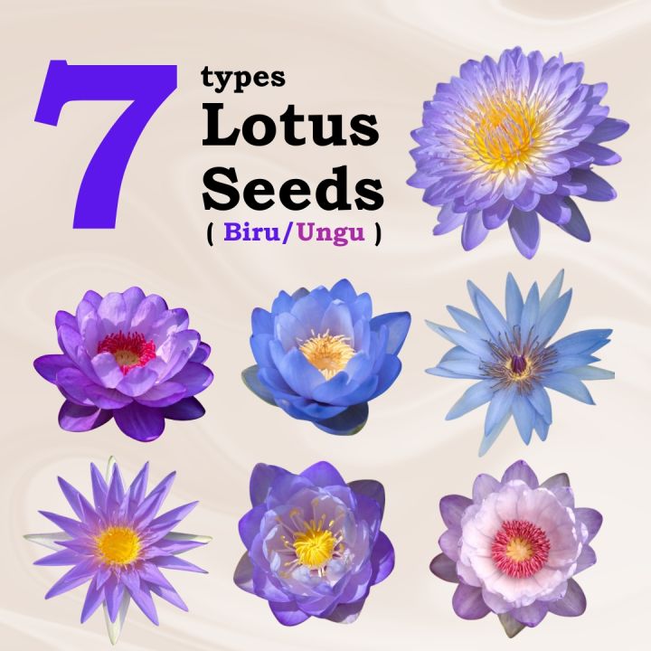Biru Jenis Biji Benih Teratai Blue Lotus Seed Bowl Lotus Seeds