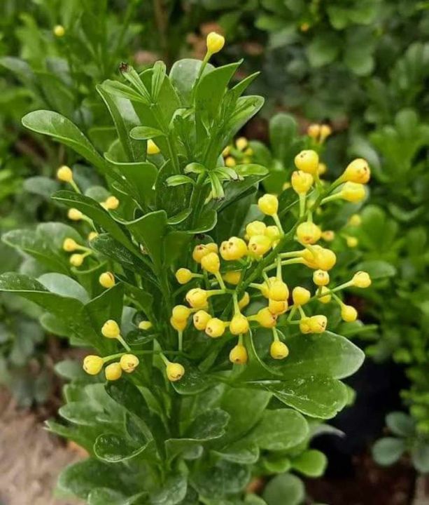 99 PESOS Chinese Perfume Plant - Cinamomo with FREE garden soil plastic pot  and marble chip pebbles Cinamomo Indoor Plants Seeds - Lazada | Lazada PH