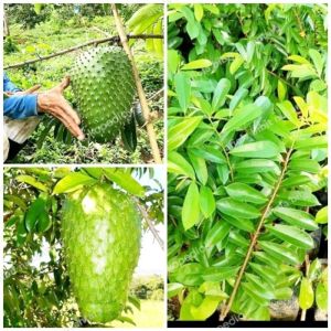 BIBIT POHON SIRSAK MADU 🌱 Mempunyai Buah Jumbo Dan Rasa Manis. Bibit Hasil Okulasi Sehingga Cepat Berbuahh Pendek Bisa Ditanam Di Pot