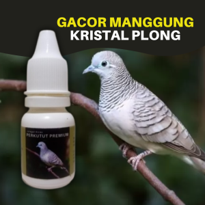 Vitamin Burung Perkutut Premium Biar Cepat Gacor Rajin Manggung