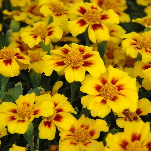 เมล็ดพันธุ์ดาวเรืองฝรั่งเศส Disco ดอกสวยโดดเด่น