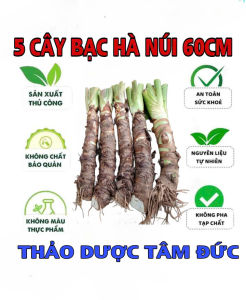 combo 5 củ bạc hà núi cao 60cm trồng cảnh