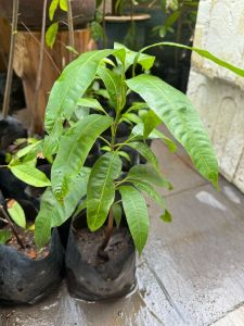 [Rare] POKOK CHERRY PLUM/ CHERRY PLUM TREE/ Live Fruit Plants