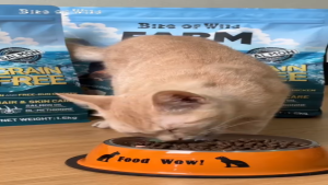 Hạt Mèo Bite Of Wild 1.5KG Cá Hồi - Cá Ngừ 90% Thịt Cá Na Uy Gà Nuôi Thả 6 Loại Chất Xơ