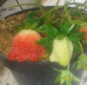 3pohon bibit stobery(jenis swis) siap berbuah