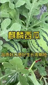 แตงโมไร้ Bingtang Kirin ผลผลิตสูง แตงโมหวาน ผลสุกเร็ว ผิวบาง ผักผลไม้สำหรับปลูกในสวน