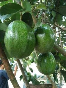 Bibit Alpukat Giant Cepat Berbuah
