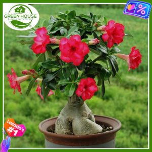 Green House® - Desert Rose Seeds Planting Flowers (6 Seed) incl. Planting Instruction Adenium obesum Bangkok Kalachuchi