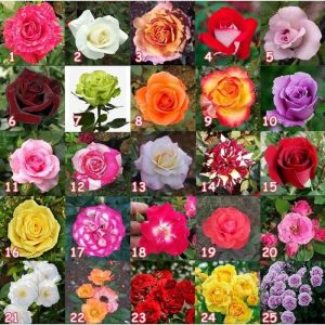 Sindo - Grafted Rose Plants - Assorted Colors Leafless Elegance