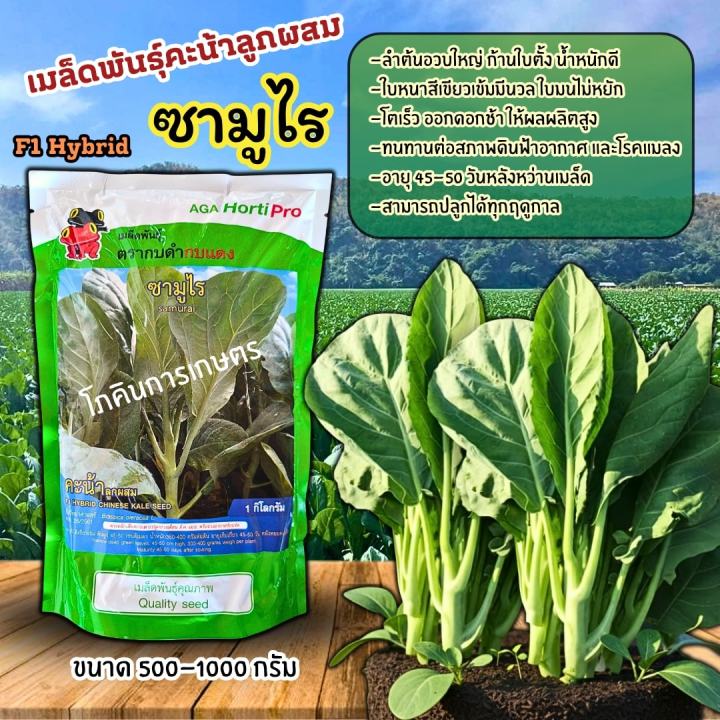 10 อันดับ เมล็ดพันธุ์คะน้า ยี่ห้อไหนดี ปลูกง่าย โตเร็ว อัปเดตปี 2025