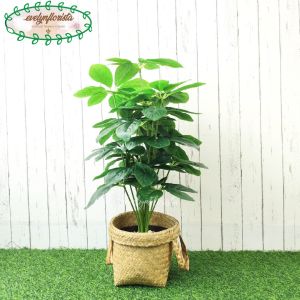 Tanaman Hias Daun Anubias X18 Semilatex Artificial Pot Dasar Hitam Cover Anyaman Purun Handle Hiasan Ruang Tamu Aesthetic