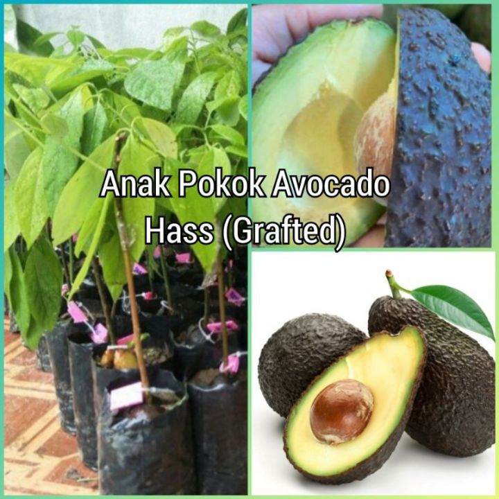 BENIH POKOK AVOCADO BOOTH 7 & HASS GRAFTED/ KAHWIN- ALPUKAT | Lazada