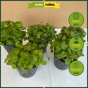 Cây Cỏ Đồng Tiền - Cây Rau Má Nhật