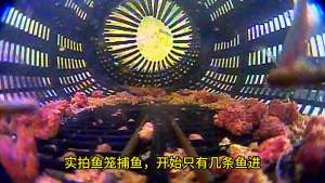 Large Fish Trap Fishing Net Shrimp Trap Plastic Fishing Cage Fish Net Loach Eel Cage Lobster Trap Cage Ground Cage