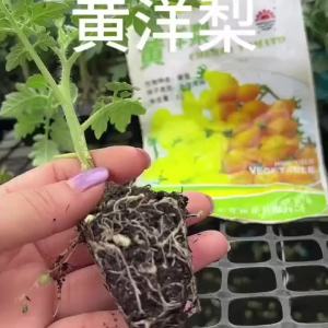 超甜红黄洋梨番茄秧苗带土球洋梨芒果蜜西红柿圣女果种子四季盆栽