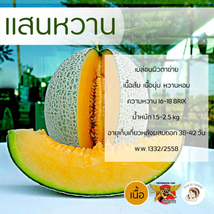 เมล็ดเมล่อนพันธุ์แสนหวาน ตราพยัคฆ์ติดปีก เนื้อส้ม หวาน 16-18 BRIX