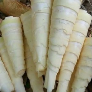 sayur rebung segar isi 1kg