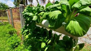 HYDROPONIC SET PIPE 8 HOLE/PAIP 4 INCI