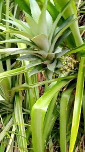BIBIT NANAS MADU..SUPER JUMBO.