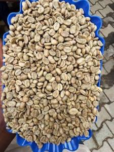 Arabica Cordillera Raw Green Coffee Beans Premium Quality S18 Washed