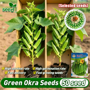 [Selected Seeds] 50pcs/pack Organic Smooth Green Okra Seeds for Planting Vegetables Plants F1 Hybrid Okra Seeds Vegetable Seeds for Gardening Balcony Potted Vegetable Live Plants Indoor Plants Lady Finger Okra Seeds Fruit Okra Seedlings Buto Ng Halaman