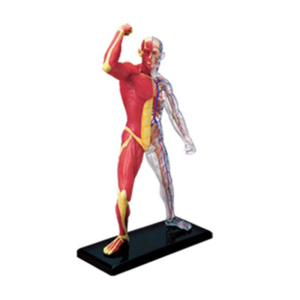 โมเดลระบบกล้ามเนื้อขนาดเล็กเครื่องมือการสอนโมเดลโครงกระดูกทางการแพทย์กล้ามเนื้อมนุษย์สำหรับการศึกษาทางการแพทย์