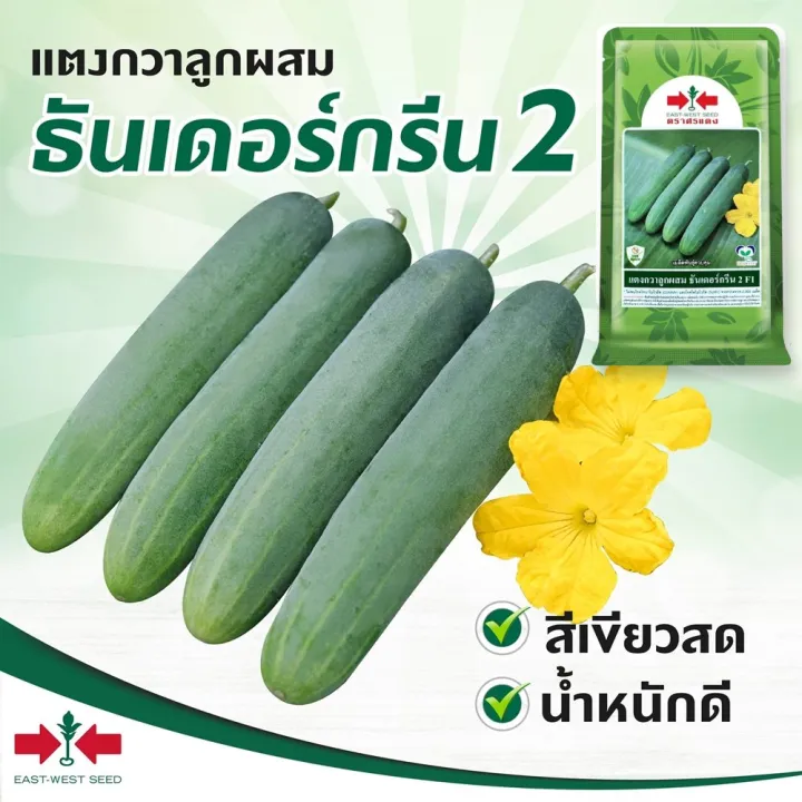 เมล็ดแตงกวาธันเดอร์กรีน2 F1 ตราศรแดง ผลยาว 13-14 ซม. ทนทานโรค