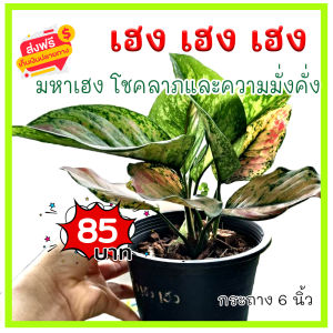 KD999 ต้น เฮง เฮง เฮง หรือ มหาเฮง Aglaonema ต้นไม้มงคล ต้นไม้ฟอกอากาศ ปลูกแล้วจะมีโชค