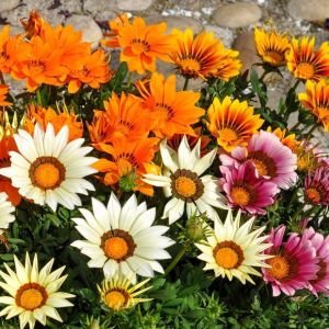 เมล็ดพันธุ์ ดอกไม้ ดอกคาร์เนชั่น คลาสี 50 เมล็ด ราคา 19 บาท ราคาที่สะดวก คุณภาพดี ปลูกได้ในไทย มีเก็บเงินปลายทาง แถม การปลูกเมล็ด ที่สุดท้าย