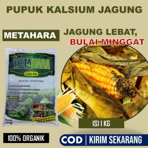 (EFEKTIF) METAHARA Pupuk Anti Bulai Jagung - Pupuk Organik Tanaman Jagung Basmi Bulai Bercak daun Hawar daun Busuk pada Pangkal dan Batang Atasi Penyakit Tungro Tanaman Jagung - Pupuk Tanaman Jagung Tebaik dan Murah