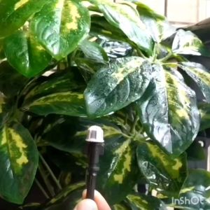 ชุดหัวพ่นหมอก 10/15/20m หัวพ่นหมอก ที่รดน้ําต้นไม้ ที่พ่นหมอก สายยาง และ ข้อต่อหัวก๊อกน้ํา ที่รดน้ําต้นไม้ รดน้ําต้นไม้