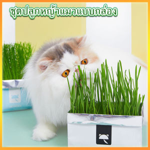 🔥ชุดปลูก ครบชุดพร้อมปลูก ต้นอ่อนข้าวสาลี ออร์แกนิค ปลอดสารเคมี หญ้าแมว🔥 แบบถุง 🌱ชุดปลูกหญ้าแมว🌱