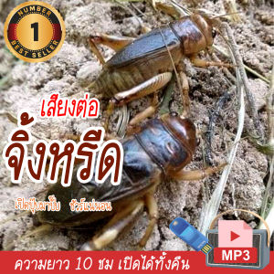 TJ Shop เสียงต่อจิ้งหรีด เสียงล่อจิ้งหรีด แฟลชไดร์ฟ USB ความยาว 10 ชม. เปิดถึงเช้า เสียงจิ้งหรีด เสียงดังฟังชัด เสียงดังฟังชัด100%