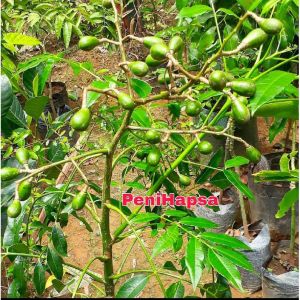 Bibit Kedondong Jumbo Kondisi Sudah Berbunga