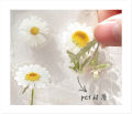 Sticker hoa lá Vintage trang trí, miếng nhán dãn hình hoa lá dán sổ, điện thoại, thiệp handmade. 
