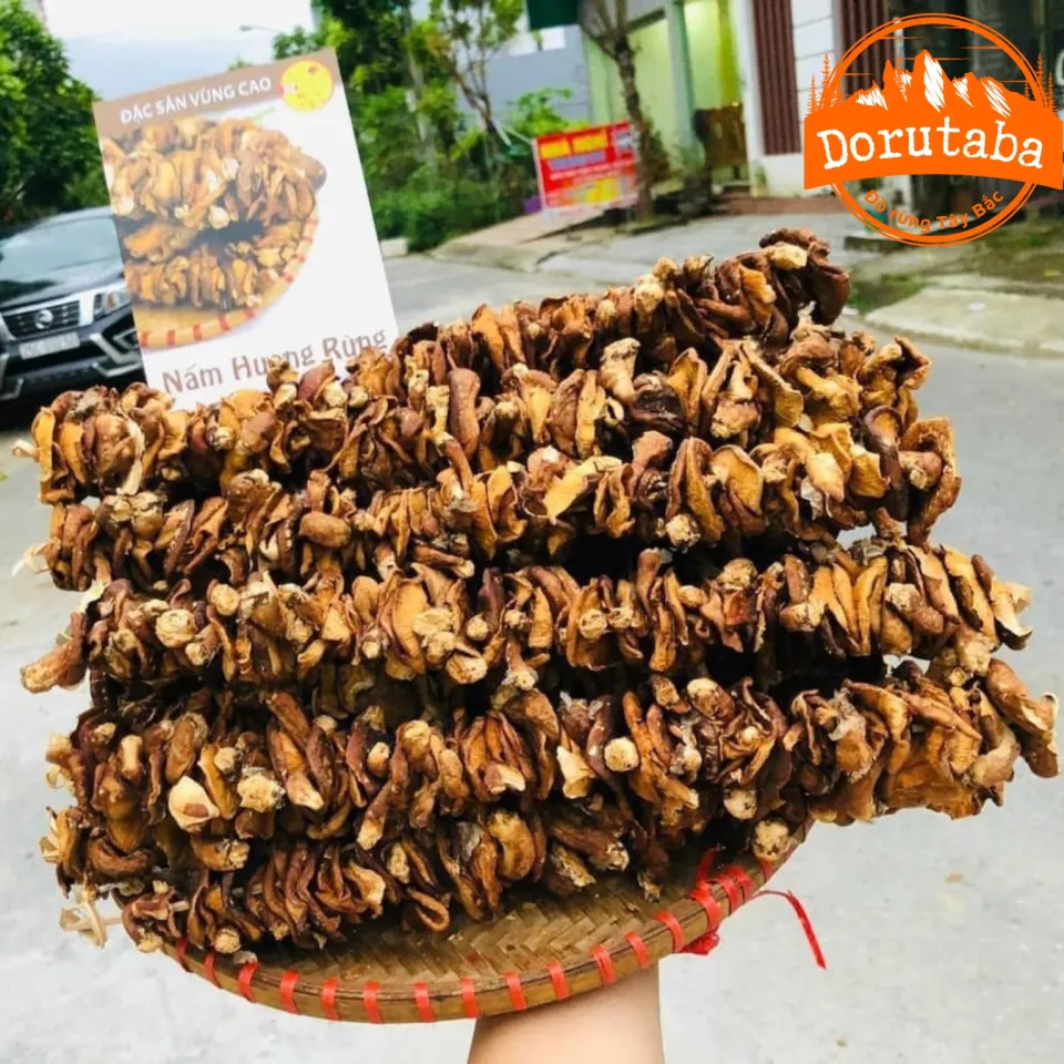 Nấm hương rừng Tây Bắc - quà tặng từ thiên nhiên