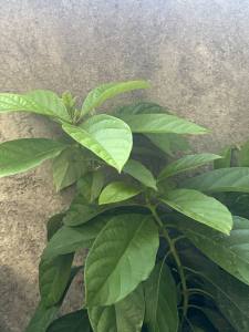 Avocado Plant in plastic bag