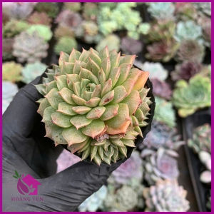 Sen Đá ruby xanh size bầu 5-7 cm cây già khỏe