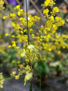 Buy Beautiful Dendrobium Orchids Best Plants for Home and Gifts. Easy Maintenance. (Shipping  - $10 is included in the price)