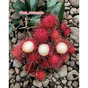 Bibit Rambutan Binjai Super Okulasi