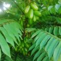 Daun Belimbing Wuluh Herbal Segar (1000 Gram). 