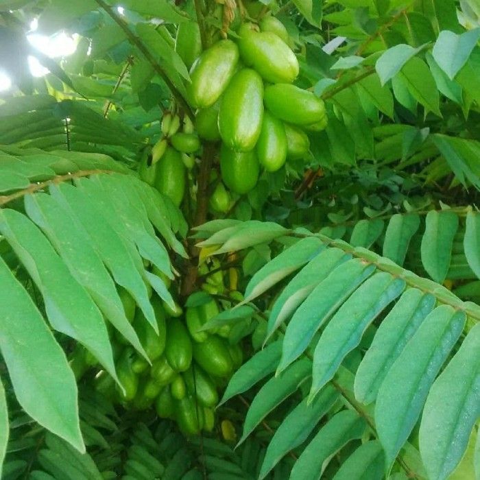 Daun Belimbing Wuluh Herbal Segar (1000 Gram)