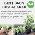 Bibit pohon Bidara Arab. 