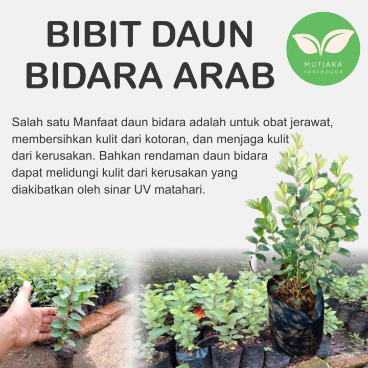 Bibit pohon Bidara Arab